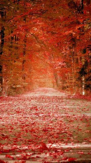 Fall iPhone Wallpaper