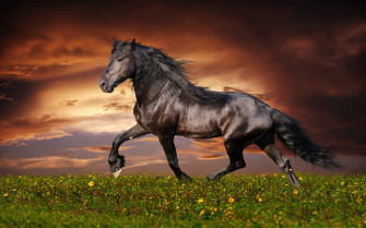 Animal Horse HD Wallpaper