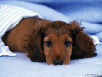Dachshund Wallpaper
