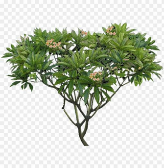 Lumeria Tree Png Plumeria Alba Image With Transparent