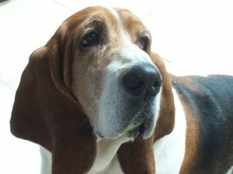 Basset Hound Wallpaper
