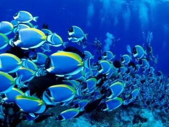 Best Wallpaper Underwater HD
