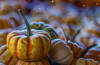 Thanksgiving Image HD Pictures Photos