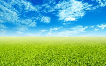 Green Field Wallpaper