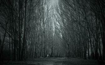 Haunted Forest Wallpaper