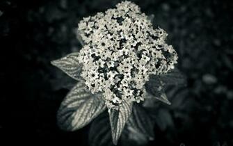 Dark Flower Wallpaper Stock Photos