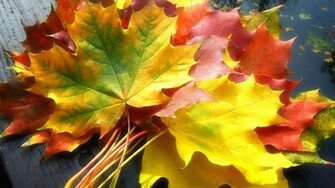 Fall