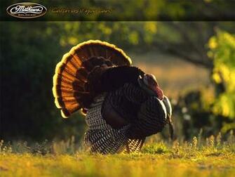 Mathews Archery Wallpaper Turkey Jpg