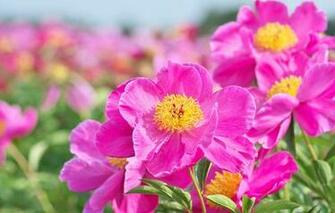 Wallpaper Peonies Petals Macro Flowers