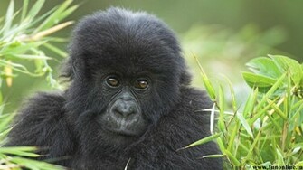 Gorilla Wallpaper Giant Gorillas HD