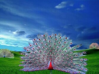 White Peacock Wallpaper Beautiful Bird