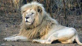 White Lion Wallpaper HD Amazing Wallpaperz