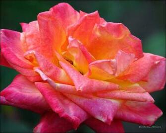 Wallpaper Big Rose Background