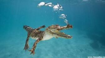 Crocodile Wallpaper Swamp Killer Crocodiles HD