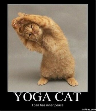 More Funny Pictures