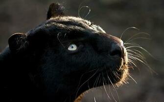 Black Panther Wallpaper