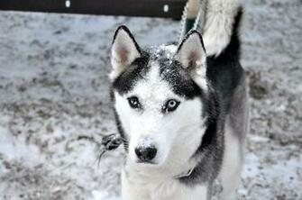 Husky Wallpaper