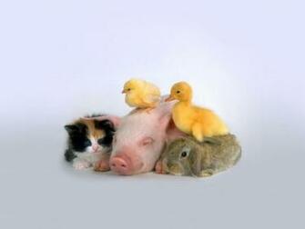 Miss Piggy Y Amigos Wallpaper