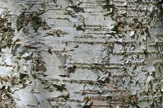 Birch Bark Of A Silver Betula Tree In Denmark