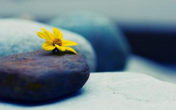 Yellow Macro Wallpaper