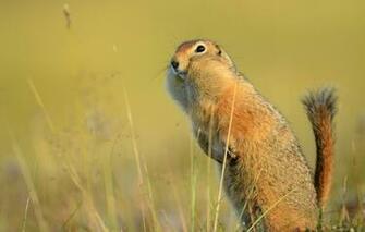 Wallpaper Tail Gopher Stand Funny American Image For
