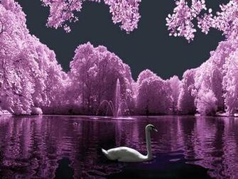 Beautiful Swan Lake Wallpaper