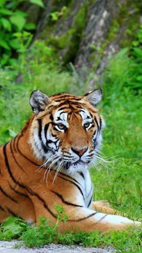 Siberian Tiger iPhone Wallpaper S 3g
