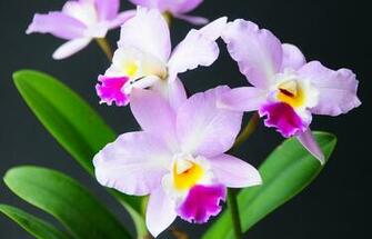Orchid Computer Wallpaper Desktop Background Id