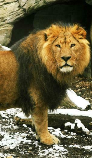 Wonderful Animal iPhone Wallpaper Dotcave