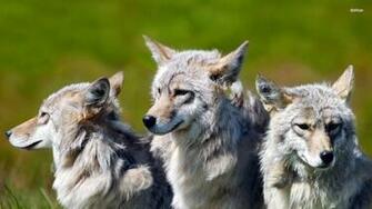 Wolf Cubs On The Green Field Wallpaper