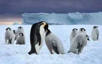 Penguin Wallpaper And Background For Your Computer Desktop