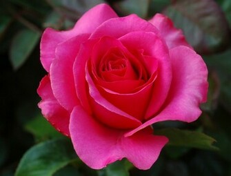 Beautiful Roses Flowers Wallpaper Stills Image Gallery