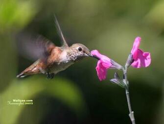 Hummingbird And Flowers HD Hummingbirds Wallpaper No