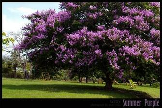 Naturally Beautiful Photos Of Trees Psdfan