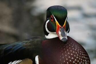 Ducks HD Wallpaper Tags Description