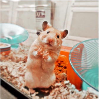 Cute Animal Photos