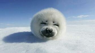 HD Baby Seal Wallpaper With A Resting On The Snow Seals