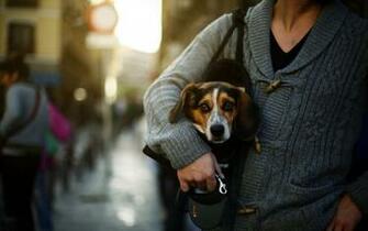 Dog Friend City Wallpaper