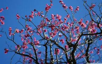 Flowers Everywhere UltraHD Wallpaper Printed