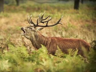Wallpaper Elk