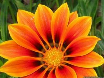 Desktop Wallpaper Flowers Background Beautiful Orange Flower