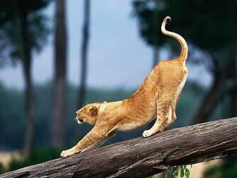 Desktop Wallpaper Gallery Animals Big Cat Background