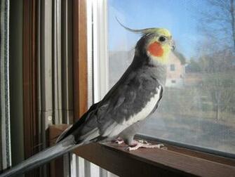 Cockatiel Wallpaper