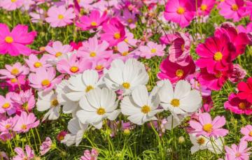 Wallpaper Field Summer Flowers Colorful Meadow Pink