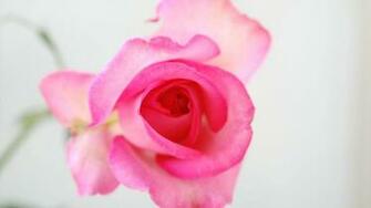 Rose Flower Desktop Pc And Mac Wallpaper