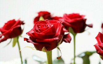 Long Stem Red Roses Wallpaper HD