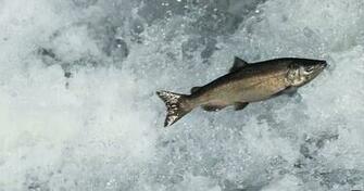 Pacific Salmon Migrate With A Magnetic Map Fun Animals Wiki