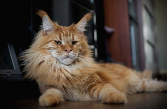 Animal Maine Coon 4k Ultra HD Wallpaper
