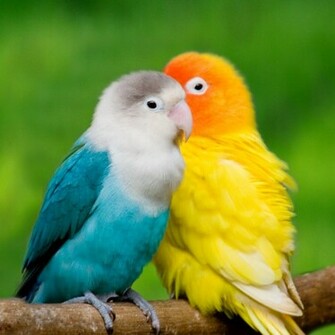 Wallpaper Gallery Love Bird