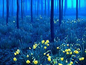 The Black Forest In Germany Hq Wallpaper